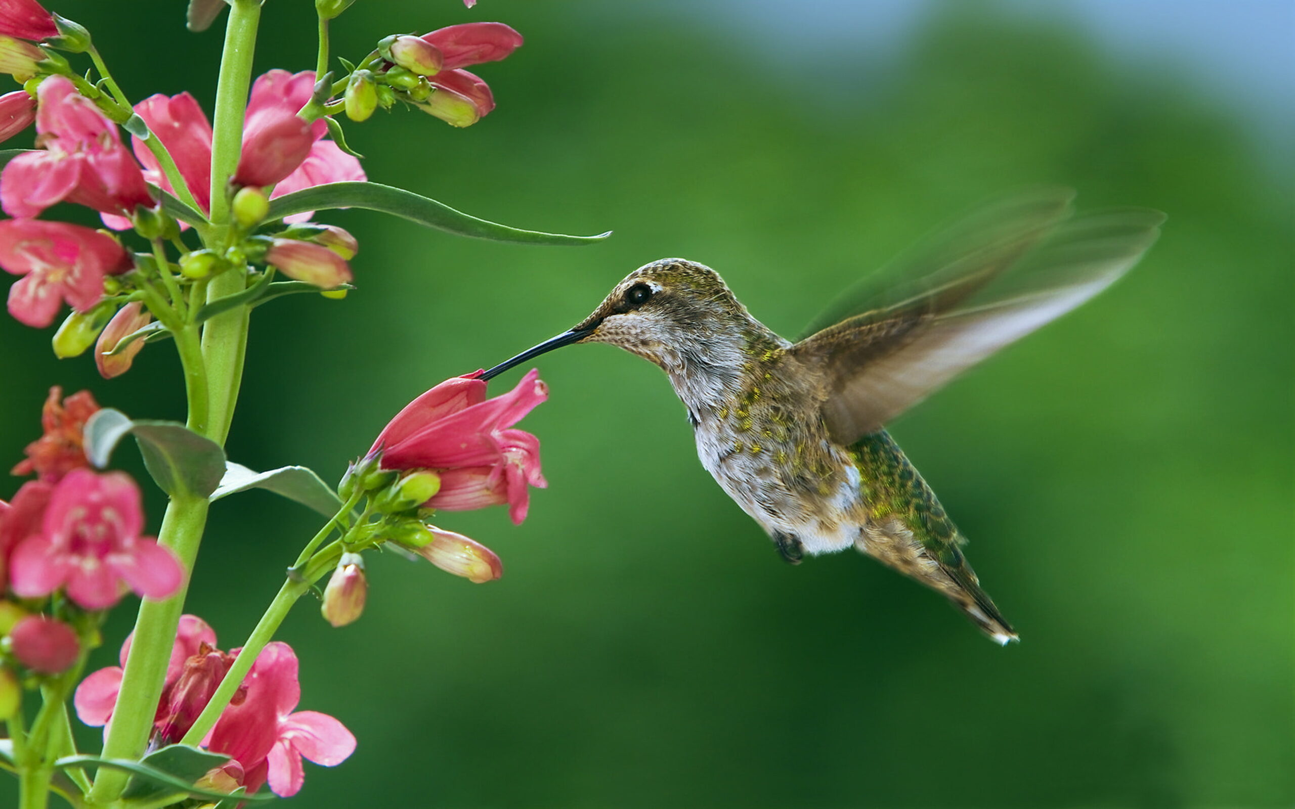 Birding Tour