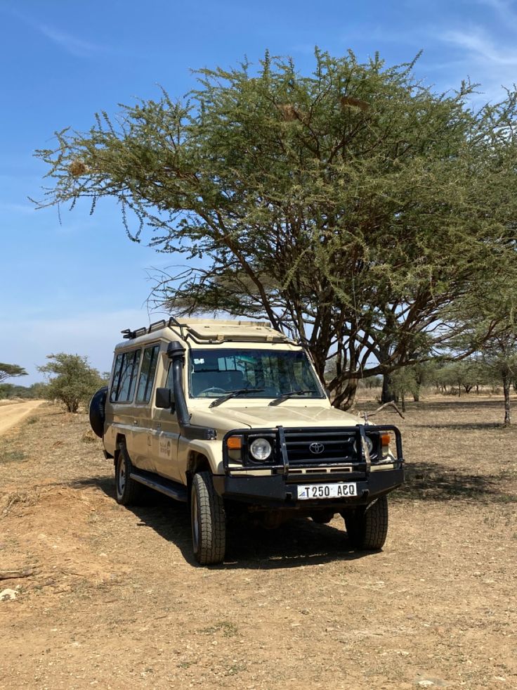 Safari