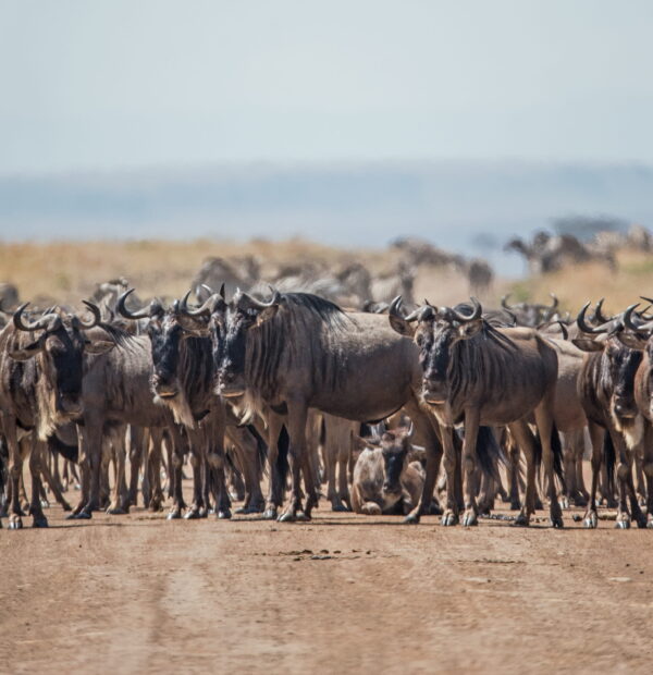 9-Day Migration River Crossing (Private Camping)
