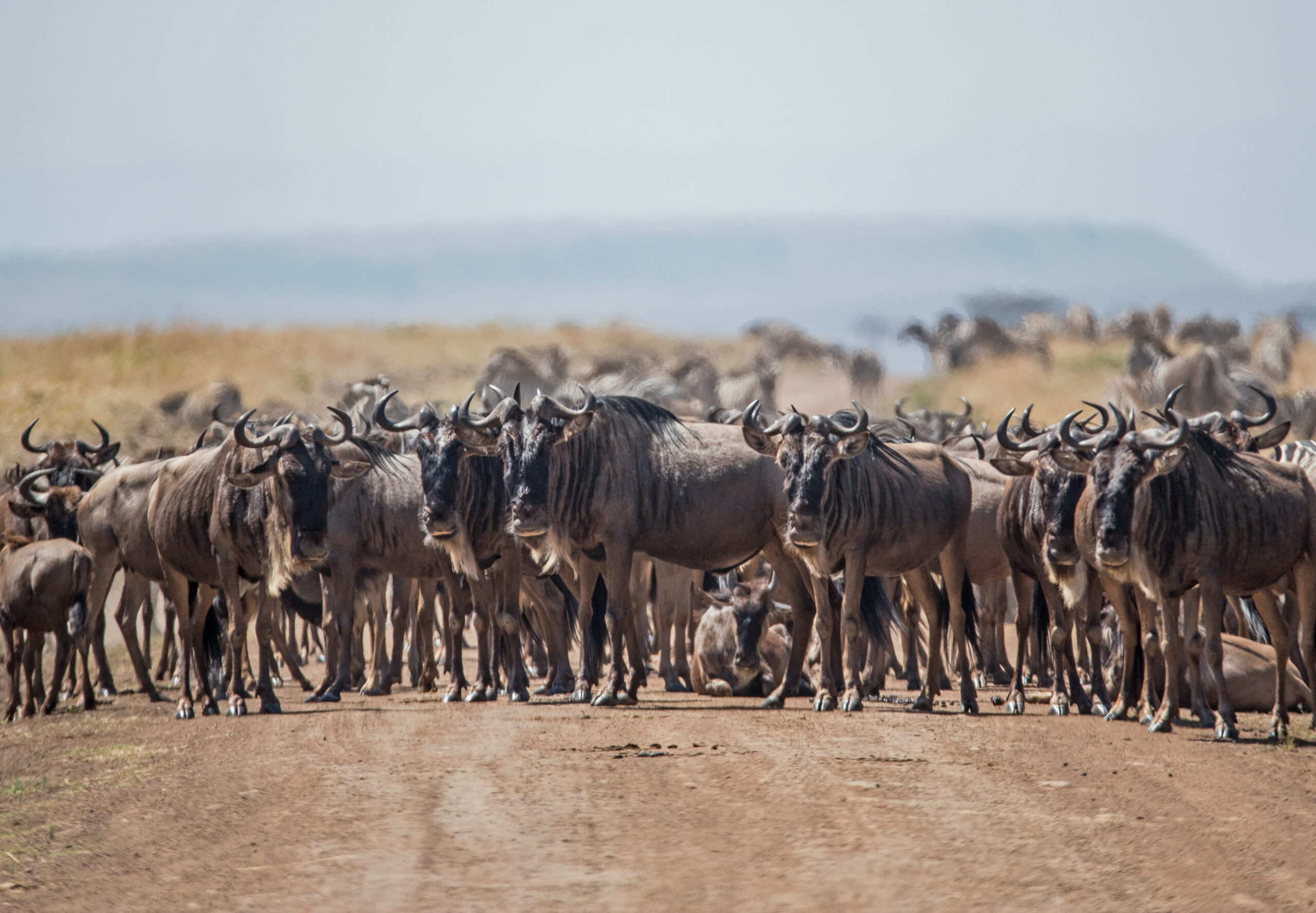 9-Day Migration River Crossing (Private Camping)