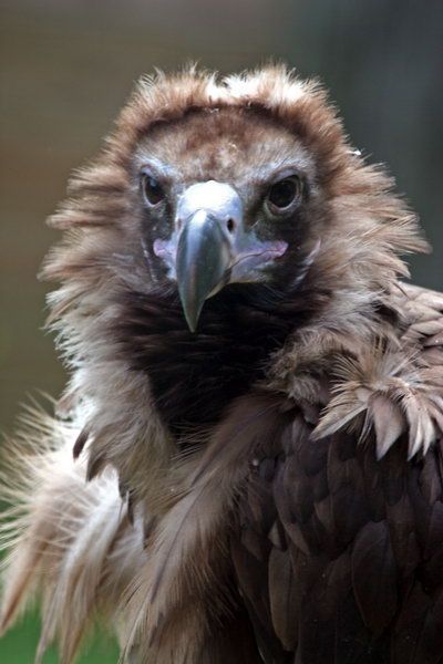 Vulture