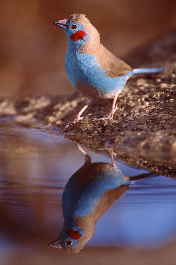 Cordonbleu