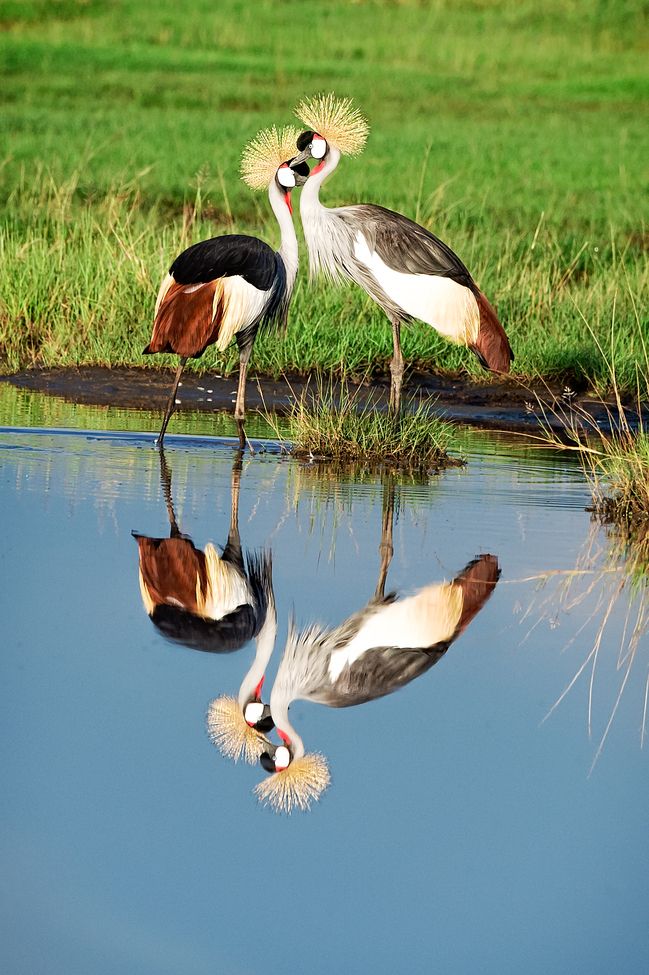 Crane
