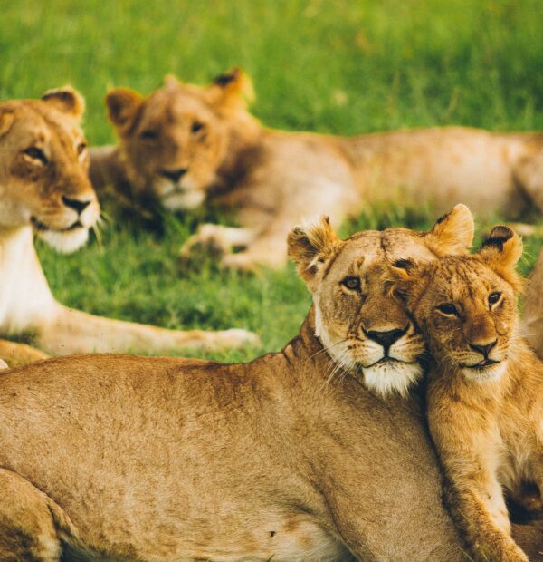 10-Day Safari & Cultural Activity in Kilimanjaro Region (Private Lodge)
