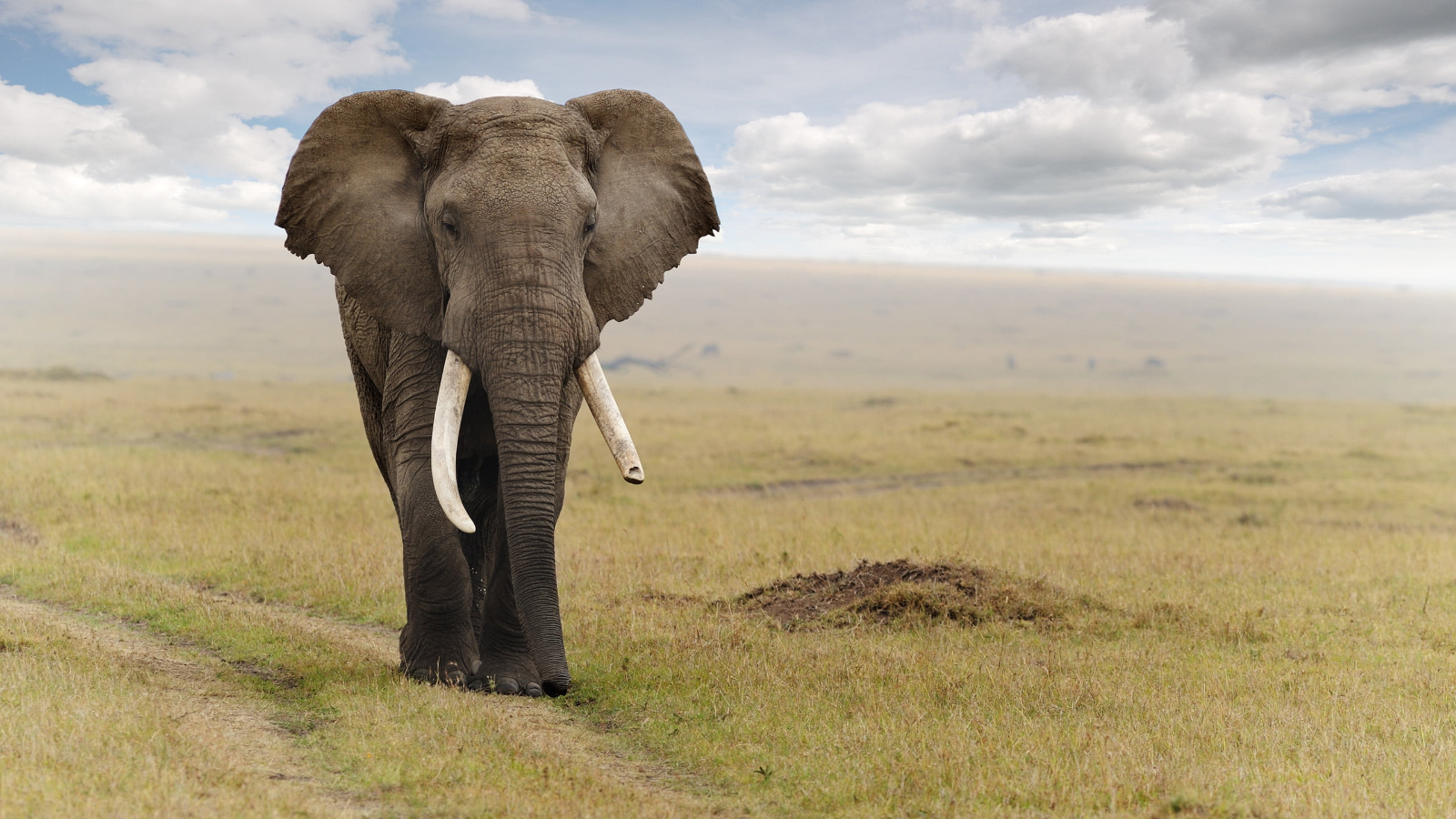 Day Trip Tarangire National Park (Shared)