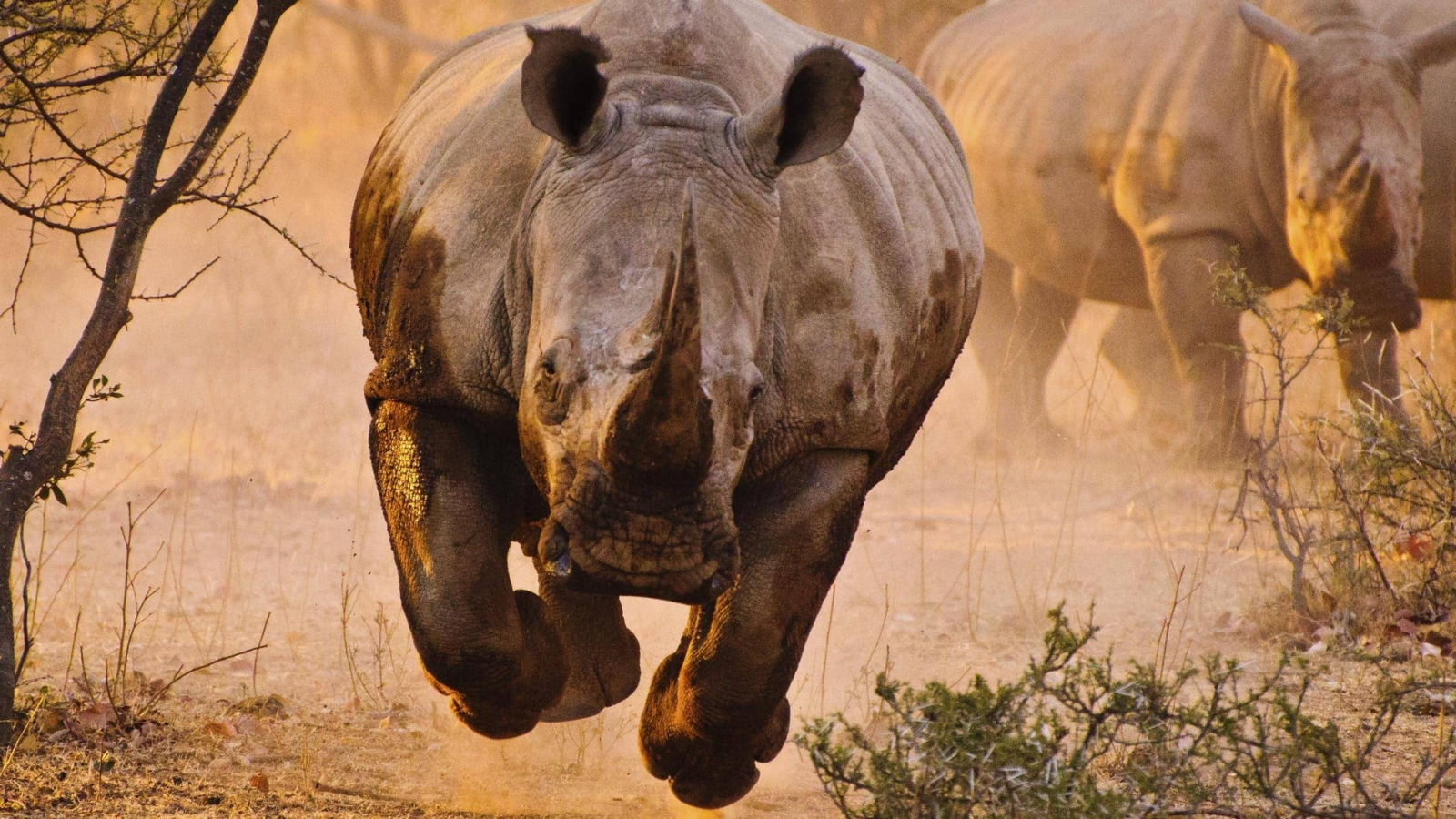 3 Days Serengeti & Ngorongoro crater (Private Lodge)