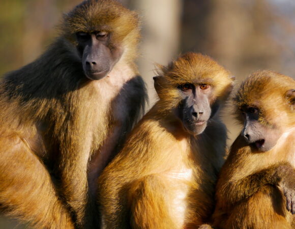 4 Days Serengeti, Ngorongoro Crater and Materuni Waterfall & Kikuletwa Hot Spring(Budget Camping)