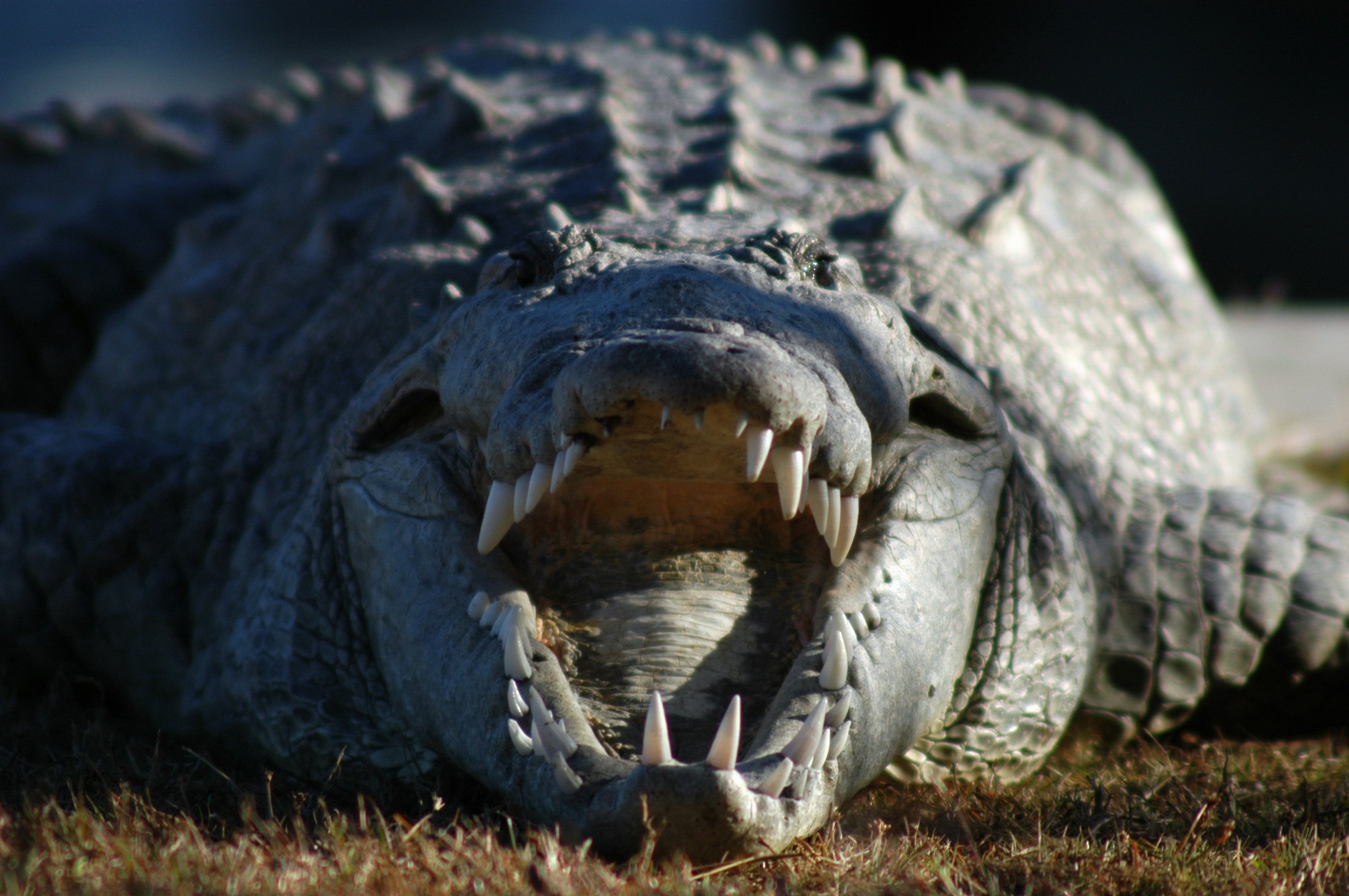 6 Days Safari, Culture, Materuni activities(Private Camping)