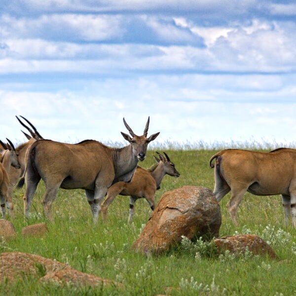 Africa Safari Tours