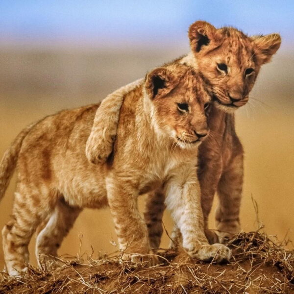 3-Day Fly in and out Lodging Safari