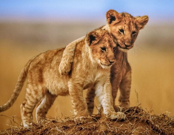 7-Day Tanzania Private Camping Safari