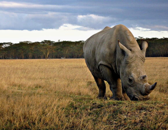 The Ngorongoro Crater Day trip