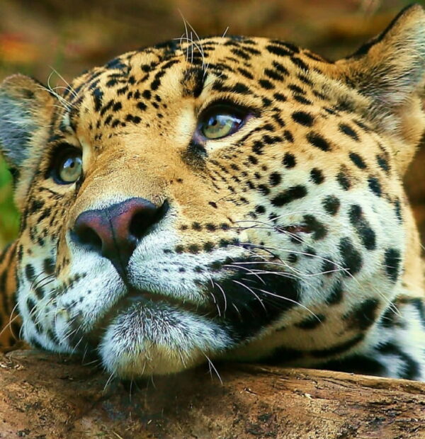 4 Days safari Tarangire ,Serengeti & Ngorongoro crater (Private Camping Safari)
